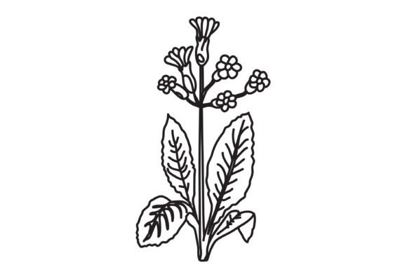 The Timeless Appeal of Black and White Botanical Plants Flowers in Modern Design